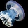 A0753e jellyfish