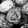 16940e roses black and white wallpaper 1366x768