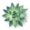 Ea867f house succulent plant from top view illustration icon white background 134830 281