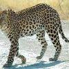 C5dd14 leopard