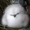 3d8001 pisklę albatrosa