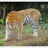 841478 bbc camera trap tiger