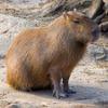 793199 capybara portrait