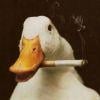 43fe53 smoking duck