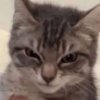 0032e4 angry cat