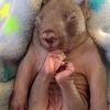018fd4 baby wombat
