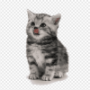 7d6080 png transparent a kitten waiting to feed her food a little cat love animal