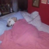 A62026 doggosleep
