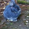 B012a2 blue bunny