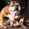 276500 portalghana zsa zsa the worlds ugliest dog has died just 9 days after securing her title