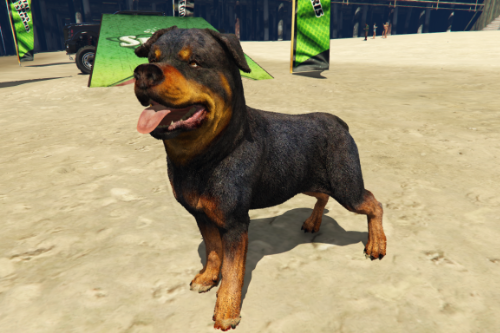 COD Warzone Rottweiler