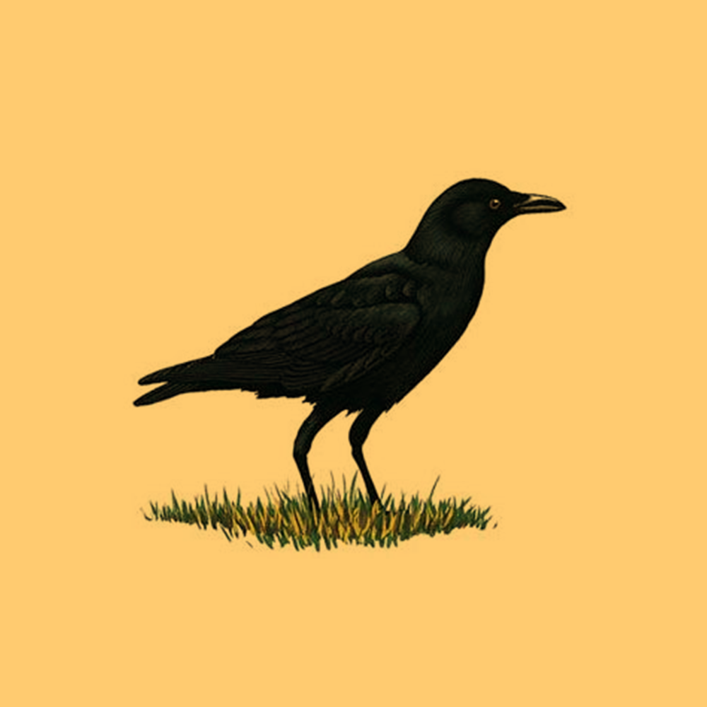 People crow. Crow Crow by Crow 1970. Crow by Crow. Декор для поста вороны.